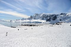 22E Gentoo Penguin Colonies On Cuverville Island With Mount Dedo On Arctowski Peninsula Behind On Quark Expeditions Antarctica Cruise.jpg